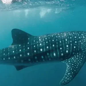 Dundee Adventure Travel | Autopia Tours | 6 Day Perth to Exmouth Coral Coaster 33407-a3af0a04-79f0-45d0-9c88-e37e97fe8db5-thumbnail