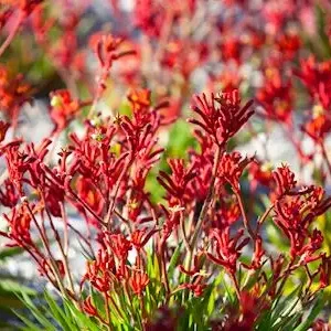 Dundee Adventure Travel | Autopia Tours | 6 Day Perth to Exmouth Coral Coaster 33407-e876ec1b-321f-4c1c-a195-2dd05522ea63-thumbnail