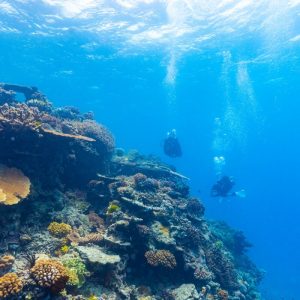 Two divers underwater swimming over coral reef.