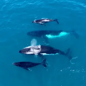 34448-21eb7aa0-ade1-4d5b-afe4-060ea1b39935-fullsize