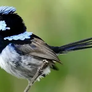 Dundee Adventure Travel | Autopia Tours | Blue Mountains Sunset Without Crowds 34484-17b61431-26d3-436e-a6b5-f4b8a30a7de6-searchresultcropped