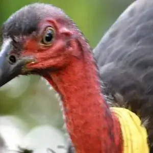 Dundee Adventure Travel | Autopia Tours | Blue Mountains Sunset Without Crowds 34485-59acdcfd-c260-4435-b54d-bce92fe8d2e5-searchresultcropped