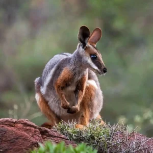 Dundee Adventure Travel | Untamed Escapes | Eyre Peninsula & Flinders Ranges Adventure Tour 35211-69cebc7a-3392-41e4-a71c-27a862336f29-fullsize