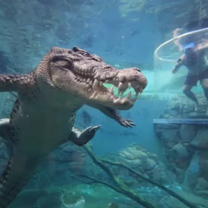 Dundee Adventure Travel | Big Bus Tours | Darwin Big Bus Tour 35781-6372460e-47e8-4de8-a602-0f5a2be917ff-fullsize