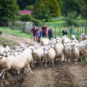 Dundee Adventure Travel | PUKEKO Auckland-Wellington Select Tour (Twinshare) 35969-c66e2b1d-c7a6-4f0b-b1c0-eaa56aced80b-midsize