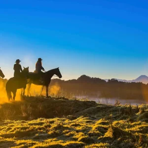 Dundee Adventure Travel | PUKEKO Auckland-Wellington Select Tour (Twinshare) 35973-143d4811-7576-4e7e-bdbe-301fa753b912-fullsize