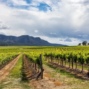 Dundee Adventure Travel | Hunter Valley Wineries Colourful Trip (SAVER fare) 36083-653c1207-cca2-47cf-897c-546f928388c4-fullsize