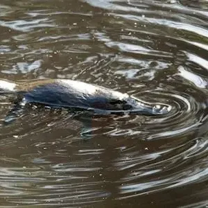 Dundee Adventure Travel | Fun, Falls & Forest Day Tour from Cairns 36732-29971e67-b636-4bc8-9f5f-ef34e7b8bb9e-thumbnail