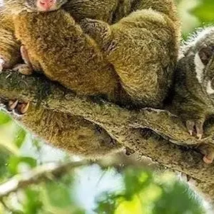 Dundee Adventure Travel | Fun, Falls & Forest Day Tour from Cairns 36732-ba5297fe-abd2-4ce1-a76c-e7e006950de7-thumbnail