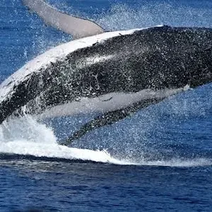 Whale watching cruise Perth departing from Hillarys Boat Harbour