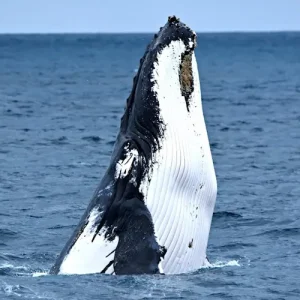 37231-3da8c425-9a5c-4c1e-a15c-1bd68a2ce858-midsize