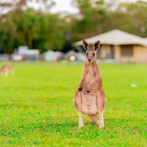 Dundee Adventure Travel | Everglades Eco Safaris | Cruise or Canoe Adventure Tour SAVE $10 37536-ebb3ed4e-67a0-42a3-a6d4-03ea56667df8-fullsize