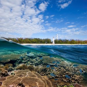 Lady Elliot Island, Great Barrier Reef, Australia