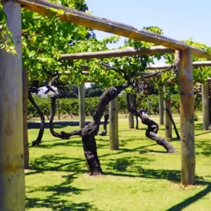 Dundee Adventure Travel | Swan Valley Gourmet Wine Cruise 38216-5aefdbaa-004c-4500-b6cc-98ac306babc5-fullsize