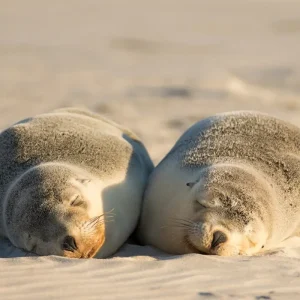 Dundee Adventure Travel | Kangaroo Island Adventure Tour 38508-3785adba-2433-40f7-a433-c7c4e2801cca-fullsize