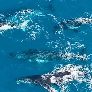 38644-cb247923-d2cc-445f-b7d5-2c311549cf0e-thumbnail