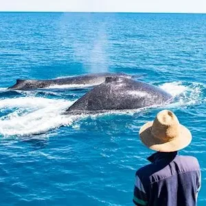 Dundee Adventure Travel | Broome Whale Watching | Broome Whale Watching and Sunset Cruise 38658-8a667eb4-638b-4743-9221-9977d88d5e75-thumbnail