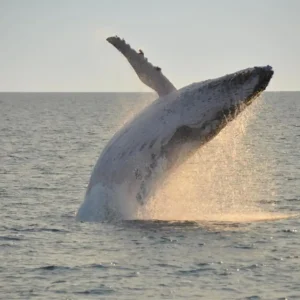 Humpback whale breaching off the coast of Broome