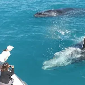 Dundee Adventure Travel | Broome Whale Watching | Broome Whale Watching and Sunset Cruise 38658-ff3fbdd9-ad2d-4232-86a1-4a3d5cda2006-thumbnail