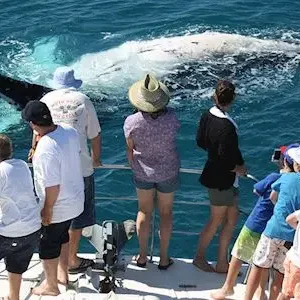 Dundee Adventure Travel | Broome Whale Watching | Broome Whale Watching and Sunset Cruise 38658-ffd51555-5597-4baa-b2a8-940cdef3f9ad-thumbnail