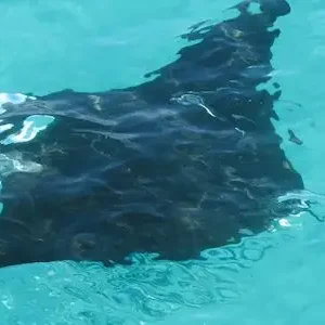 Dundee Adventure Travel | Broome Whale Watching | Snubfin Dolphin Cruises 38659-3a70659f-060a-420f-bc56-ff8b2221feb1-thumbnail