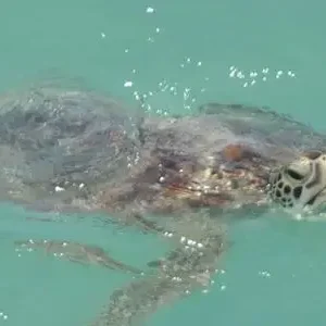 Dundee Adventure Travel | Broome Whale Watching | Snubfin Dolphin Cruises 38659-82f5a544-7183-4970-836e-0a161a9b5091-thumbnail