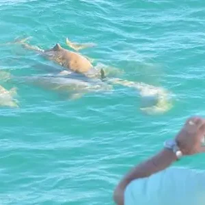 Dundee Adventure Travel | Broome Whale Watching | Snubfin Dolphin Cruises 38659-a442d960-c141-4b9f-97fd-173725872cc6-thumbnail