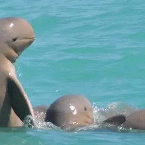 Dundee Adventure Travel | Broome Whale Watching | Snubfin Dolphin Cruises 38659-c6d39707-ea06-4a27-8526-571bdef30a84-thumbnail