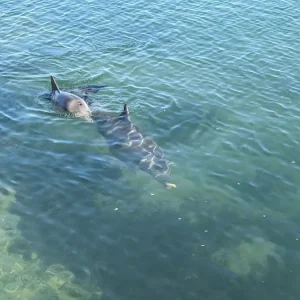 Dundee Adventure Travel | Perth to Monkey Mia & Return 39782-6c4544b7-eb0f-477e-a69a-b054e5bb2852-fullsize