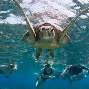 Dundee Adventure Travel | Passion of Paradise | Snorkel & Dive the Great Barrier Reef SAVE $50 39856-b49c859e-c2fc-4047-b961-4404429d8782-thumbnail