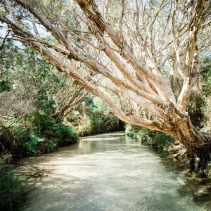 Dundee Adventure Travel | K’gari Explorer Tours | K’gari Overnight Tour – Hervey Bay – Resort Style 40221-a1623bde-9b99-4c91-a9da-a78ab417086d-fullsize