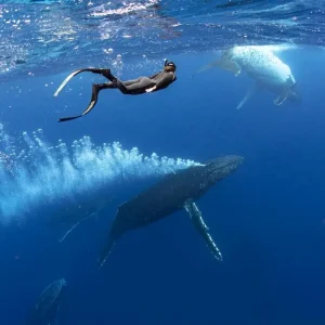 Dundee Adventure Travel | Swim with Humpback Whales (June to October) 41422-4ea2463f-02b9-4514-8a51-027f7b304ca0-fullsize