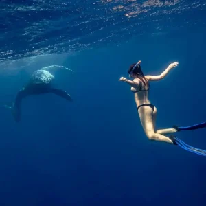 Dundee Adventure Travel | Swim with Humpback Whales (June to October) 41422-6e8aa130-38d5-45ac-88da-a5f9d039a1e7-fullsize