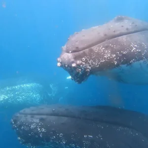 Dundee Adventure Travel | Noosa Thriller | Whale Watch 41467-defef35f-e036-4a44-9798-0ce63ff2f670-fullsize