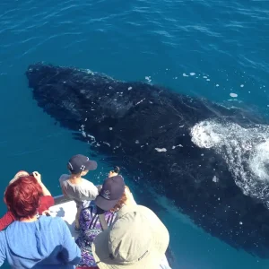 Dundee Adventure Travel | Noosa Thriller | Whale Watch 41467-e4228dce-ab48-42d3-b2a3-82cf8ddb71bc-fullsize (1)