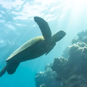 Dundee Adventure Travel | Prosail Whitsundays | Whitsundays Maxi Sailing Adventure on Broomstick 42297-20dc13bd-bf6a-4c1e-ad52-06353ea7b228-fullsize