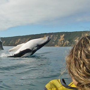 Kayaking near humpback whales during a guided eco-tour at Double Island Point, Noosa