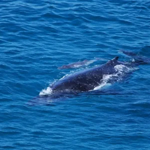 Dundee Adventure Travel | Noosa Thriller | Whale Watch 42340-4a0daf42-ab04-45a4-9013-43df90e4c090-fullsize