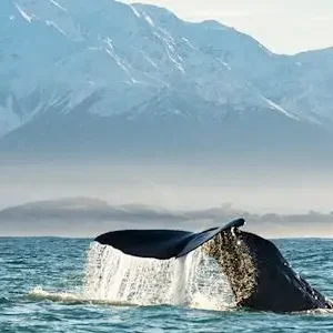 Dundee Adventure Travel | TUI Auckland – Christchurch Adventure Tour 42345-82e356ea-4662-4571-92f0-3cea8ab33add-thumbnail