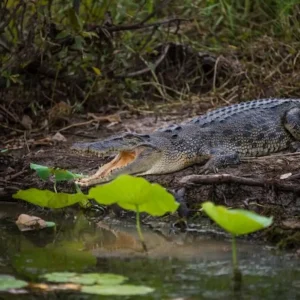 Dundee Adventure Travel | Kakadu, Katherine and Litchfield Adventure CREATOR: gd-jpeg v1.0 (using IJG JPEG v80), default quality