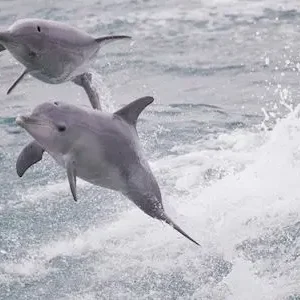 Dundee Adventure Travel | Margaret River and Wildlife Adventure 43255-1df66161-899c-40d8-a14a-82e73d270c1e-thumbnail