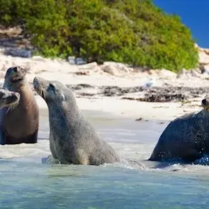 Dundee Adventure Travel | Margaret River and Wildlife Adventure 43255-86bf4d47-908a-4f99-910a-8204087d0c9e-thumbnail