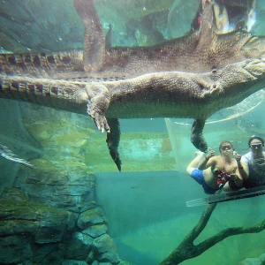 Crocosaurus Cove Cage of Death experience Darwin Australia