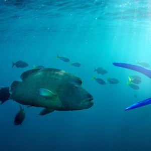 CWS-Reefsleep-Snorkelers-legs-and-fish-1920