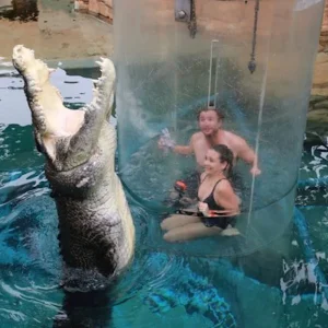 Crocosaurus Cove Cage of Death experience Darwin Australia