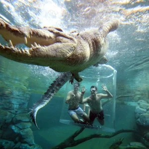 underwater view of cage and crocodile