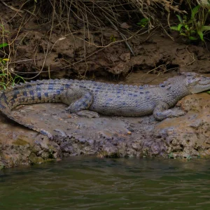 Crocodile spotted on Daintree River cruise