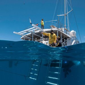 ECO-Tour-Coral-Nursery-and-Coral-planting-Tour-Passions-of-Paradise-split-underwater