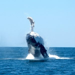 Humpback Whale Breaching, Ningaloo Marine Park