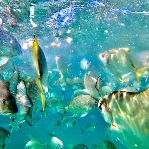 Dundee Adventure Travel | Moreton Island ‘Get Wrecked’ Day Tour (From Brisbane) Fish-scaled